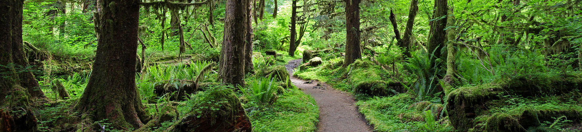 Forest trail winding through lush green woodland with moss-covered trees, ferns, and dense vegetation.