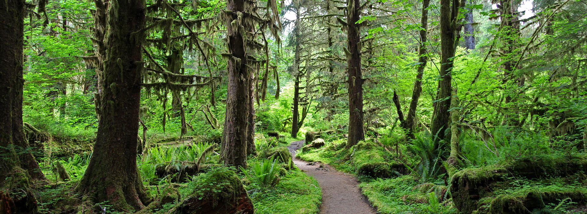 Forest trail winding through lush green woodland with moss-covered trees, ferns, and dense vegetation.